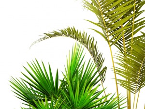 plants collection 3D 모델