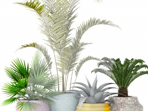 plants collection 3D 모델