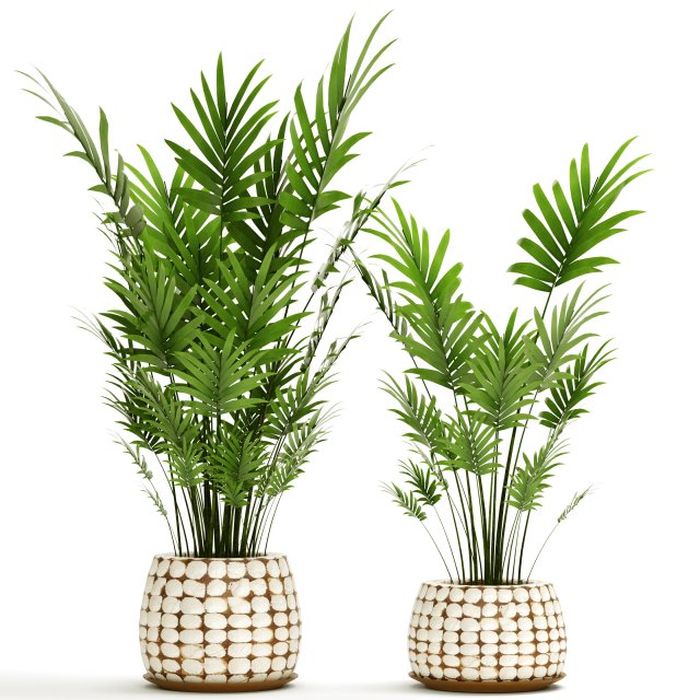 palm collection 3D 模型 .c4d .max .obj .3ds .fbx .stl .blend 