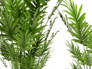 palm collection 3D 模型
