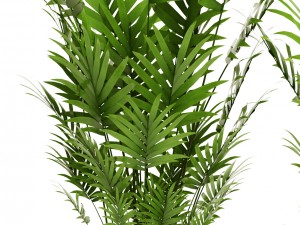 palm collection 3D 模型