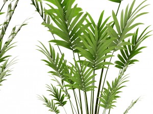 palm collection 3D 模型