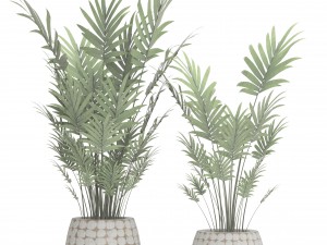 palm collection 3D 模型