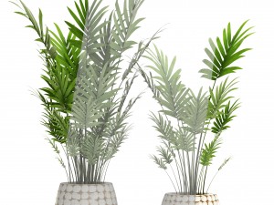 palm collection 3D 模型