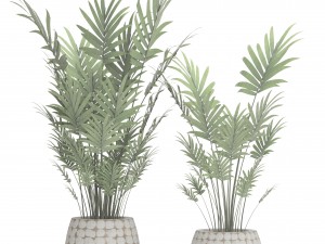 palm collection 3D 模型