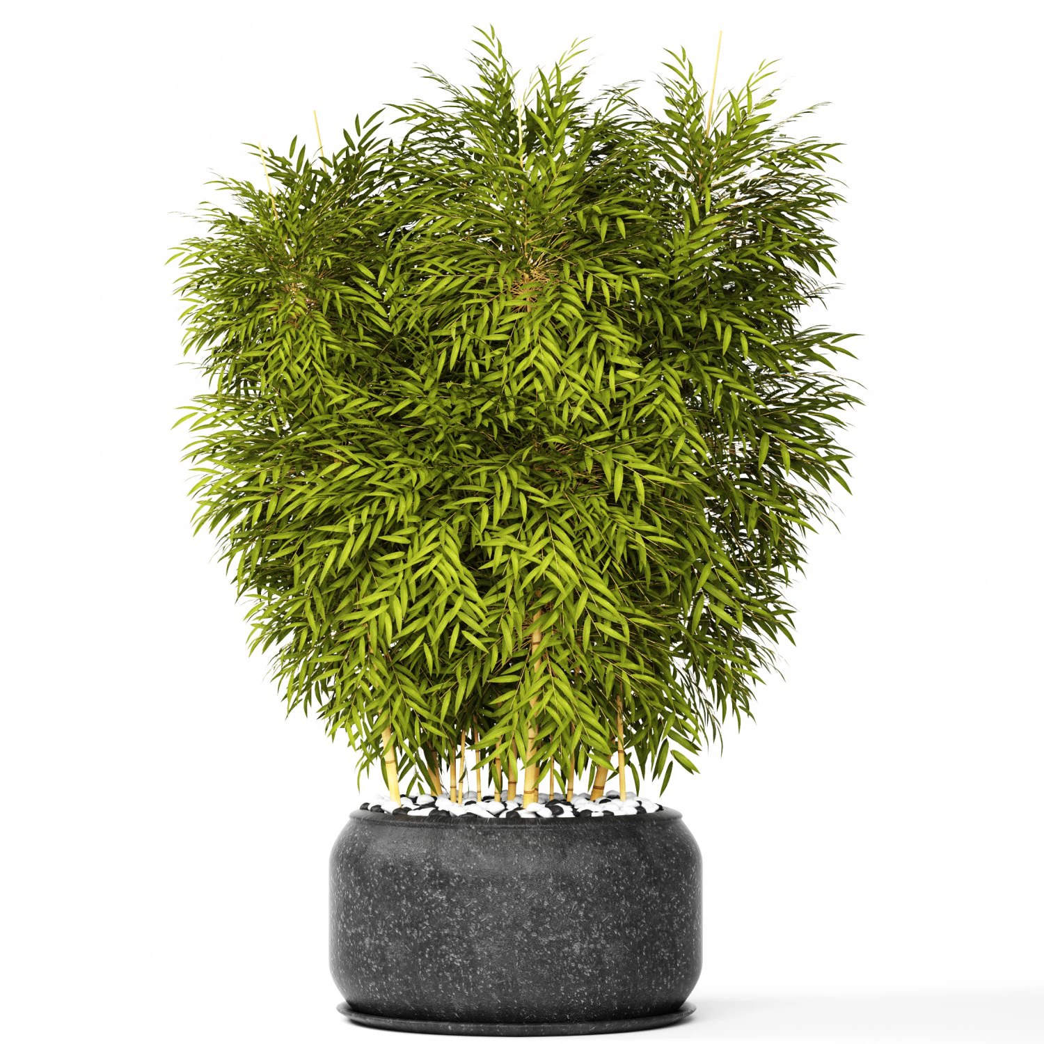 bamboo 3D Model .c4d .max .obj .3ds .fbx .stl .blend 