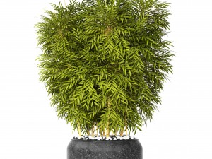 bamboo 3D Model