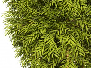 bamboo 3D मॉडल