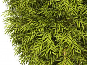 bamboo 3D Model