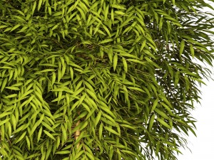 bamboo 3D मॉडल