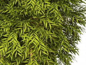 bamboo 3D Model