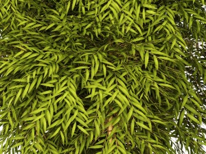 bamboo 3D मॉडल