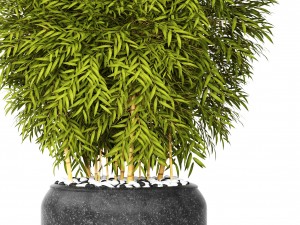 bamboo 3D मॉडल