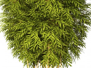 bamboo 3D मॉडल