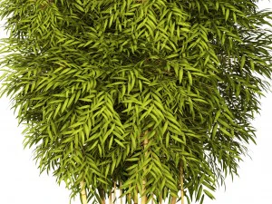 bamboo 3D Model