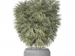 bamboo 3D मॉडल