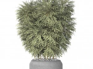 bamboo 3D Model