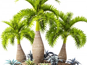 palm collection 3D Model