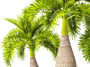 palm collection 3D 模型