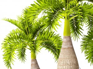 palm collection 3D Model