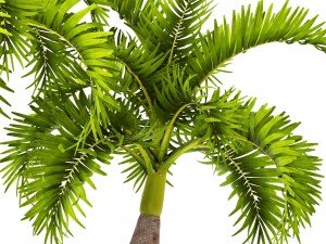 palm collection 3D 模型