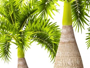 palm collection 3D Model