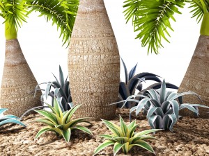 palm collection 3D 模型
