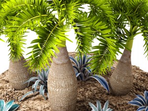 palm collection 3D 模型