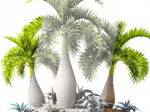 palm collection 3D 模型