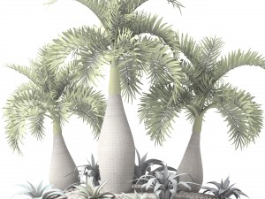 palm collection 3D 模型