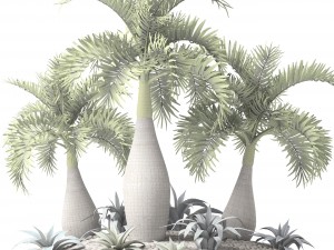 palm collection 3D 模型