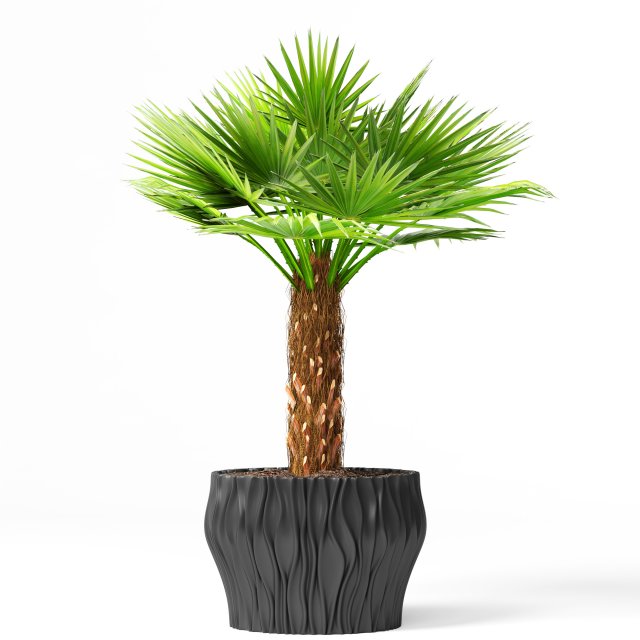 palm 3D Model .c4d .max .obj .3ds .fbx .stl .blend 