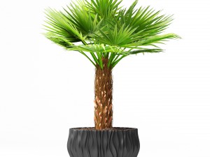 palm 3D Model