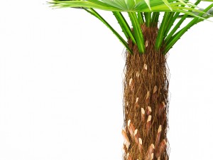 palm 3D Model