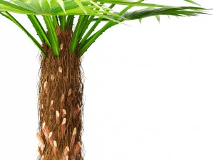 palm 3D Model