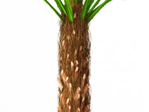 palm 3D Model