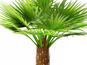 palm 3D Model