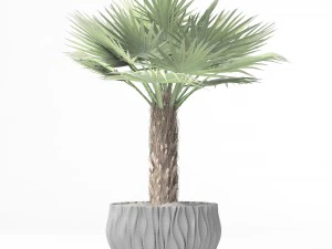 palm 3D Model