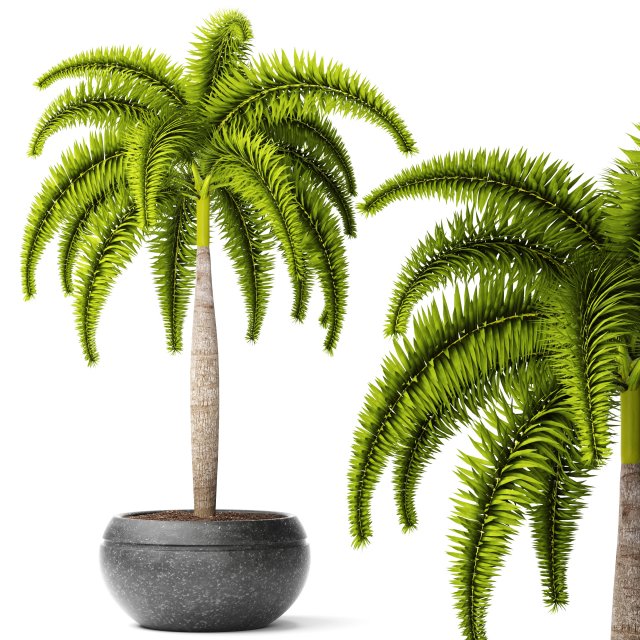 palm wodyetia bifurcata 3D Model .c4d .max .obj .3ds .fbx .stl .blend 