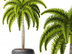 palma wodyetia bifurcata Modello 3D
