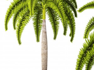 palm wodyetia bifurcata 3D Model