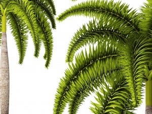 palm wodyetia bifurcata 3D Model