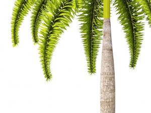 palm wodyetia bifurcata 3D Model