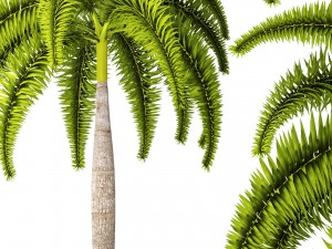 palm wodyetia bifurcata 3D Model