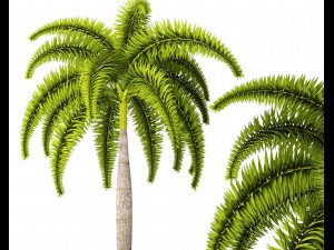 palm wodyetia bifurcata 3D Model