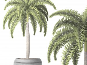 palm wodyetia bifurcata 3D Model
