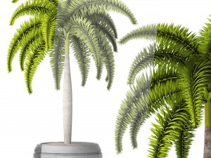 palm wodyetia bifurcata 3D Model