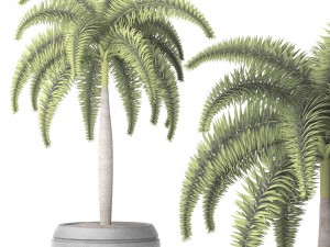 palm wodyetia bifurcata 3D Model