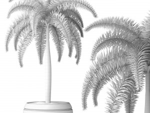 palm wodyetia bifurcata 3D Model