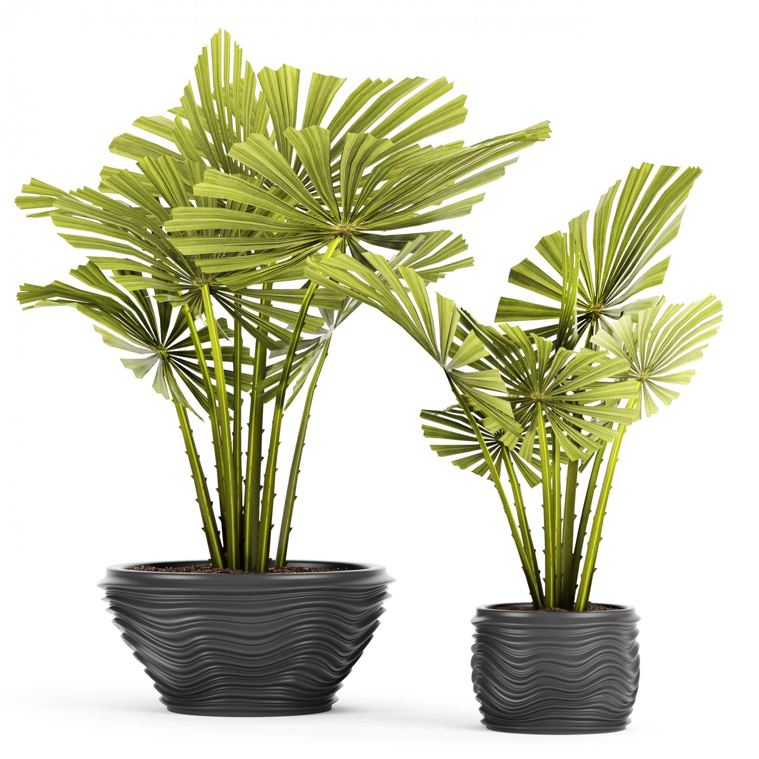 palm collection 3D Model .c4d .max .obj .3ds .fbx .stl .blend